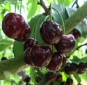 Cherry Fruit Trees