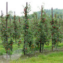 Cordon Fruit Trees