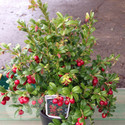Lingonberry Plants