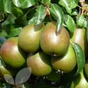 Pear Fruit Trees