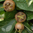 Medlar Fruit Trees