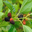 Mulberry Fruit Trees