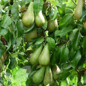 Conference (AGM) (Pear Fruit Trees)