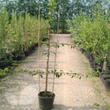 Pear 2 Tier Espaliers (Trained Fruit Trees)