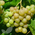 Phoenix (Grape Vines)