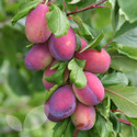 Plum Fruit Trees