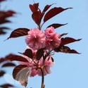 Flowering Cherry Trees