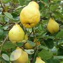 Quince Fruit Trees