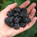 Black Jewel (Raspberry Canes)