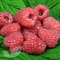 Glen Dee (Summer Fruiting) (Raspberry Canes)