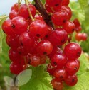 Red & Whitecurrants