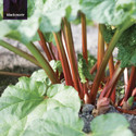 Victoria (Rhubarb Crowns)