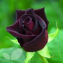 Black Baccara