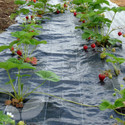 Bed Mat (Strawberry Runners)