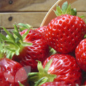 Elsanta (Strawberry Runners)