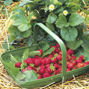 Cambridge Favourite (AGM) (Strawberry Runners)