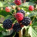 Sunberry Plants