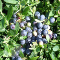 Blueberry Sunshine Blue (Blueberry & Cranberry)