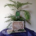 Wollemi Pine Trees (Gift Ideas & Vouchers)