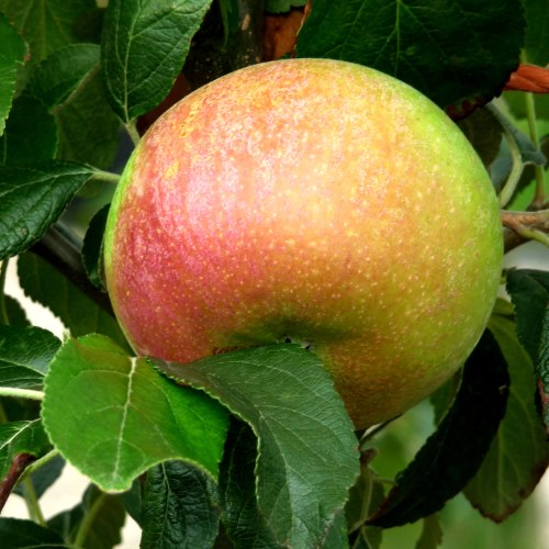 Apple Trees Cooking