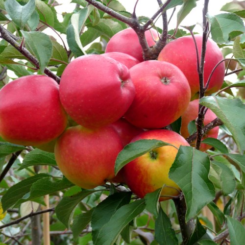 Apple Trees Eating