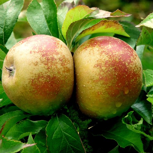 Apple Trees Dual Purpose