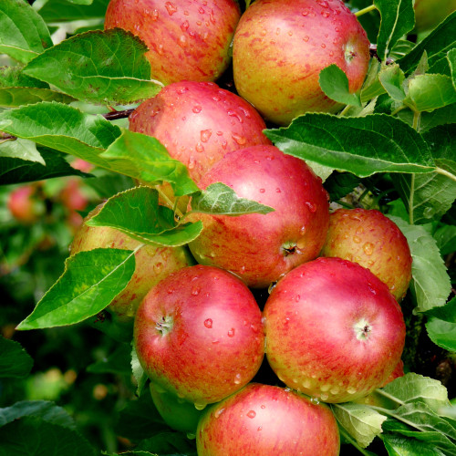 Apple Trees Self Fertile