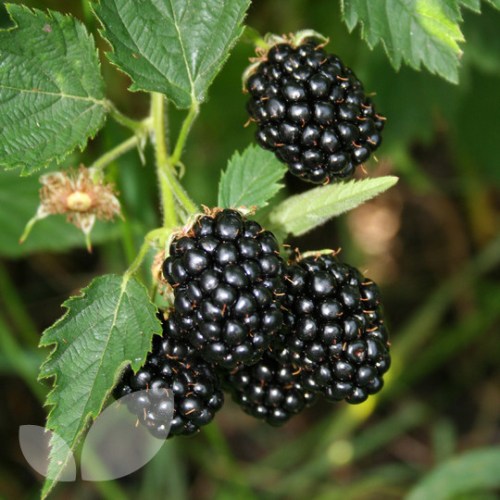 Blackberry Plants