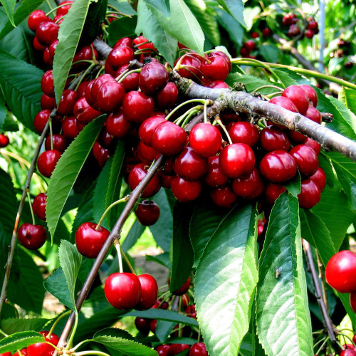 Cherry Fruit Trees
