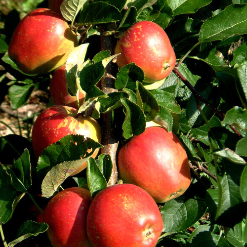 Crab Apple Trees