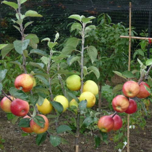 Family Fruit Trees
