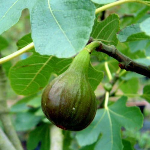 Fig Trees