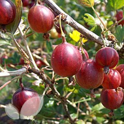 Gooseberry Bushes
