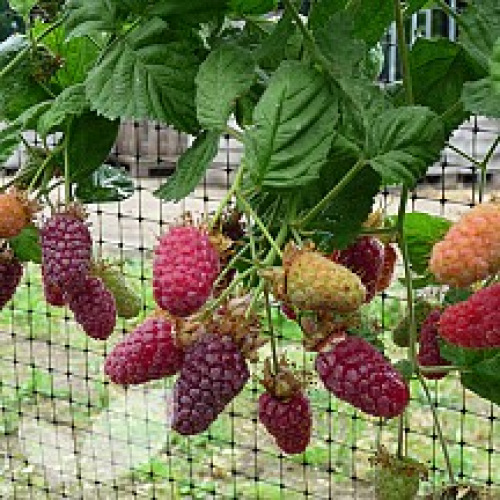 Loganberry Thornless