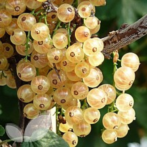 Red & Whitecurrants