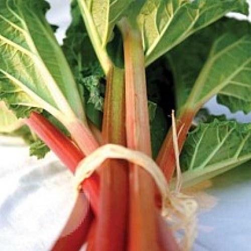 Rhubarb Crowns