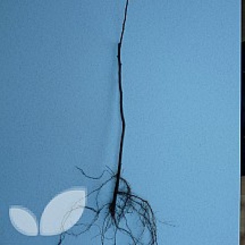 Rootstocks