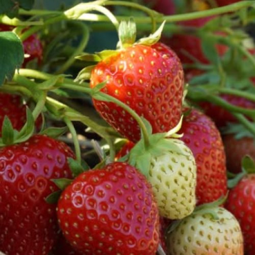 Strawberry Plants