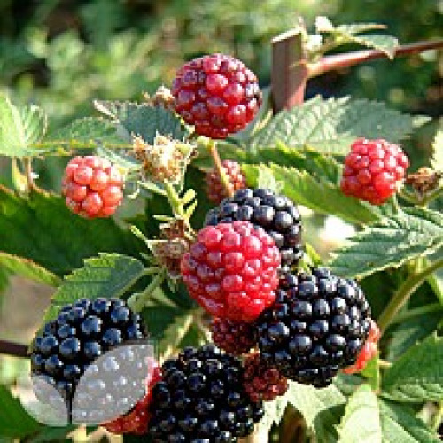 Sunberry Plants