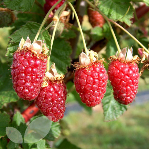 Tayberry Bushes