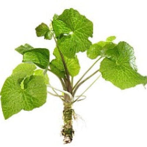 Wasabi