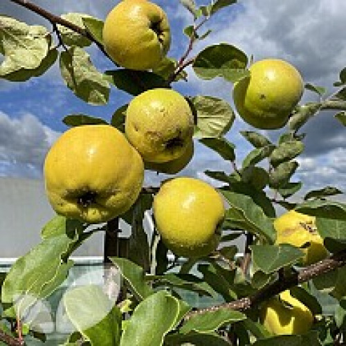 Quince Fruit Trees