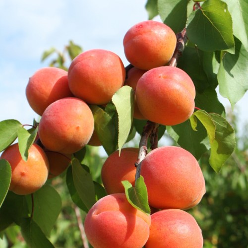 Apricot Fruit Trees