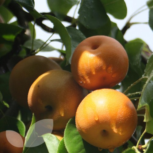 Asian Pear Trees