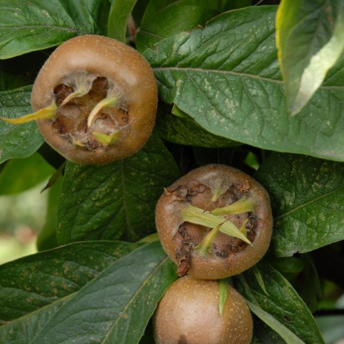 Medlar Fruit Trees