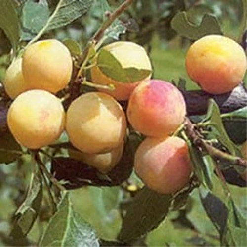 Mirabelle Fruit Trees