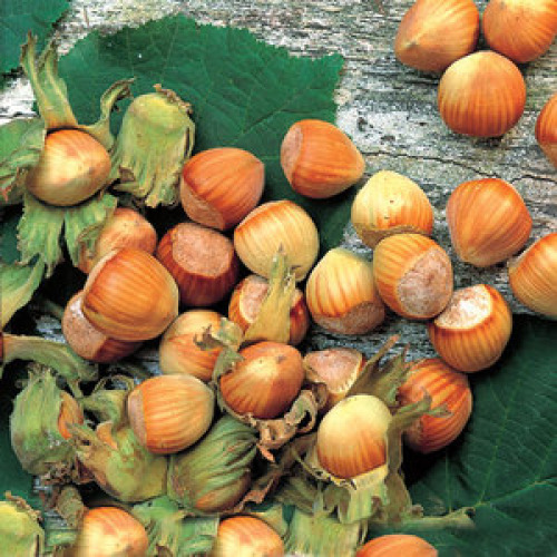 Nut Trees