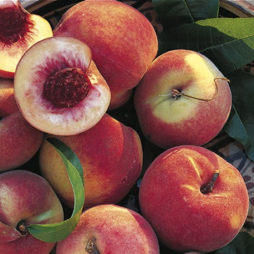 Peach Trees