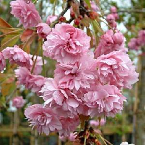 Flowering Cherry Trees