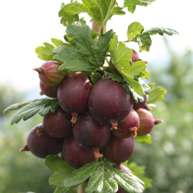 Gooseberry Collection